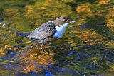 White-throated Dipperborder=